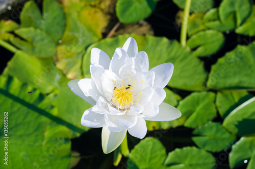 beautiful lotus flower in pond