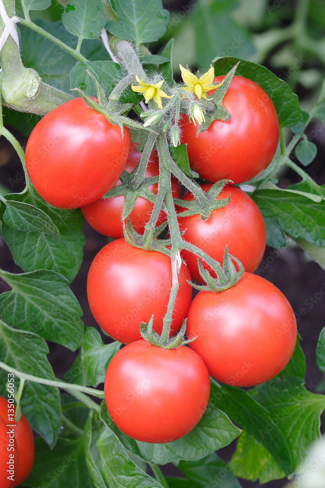 Red cherry tomatoes ripening