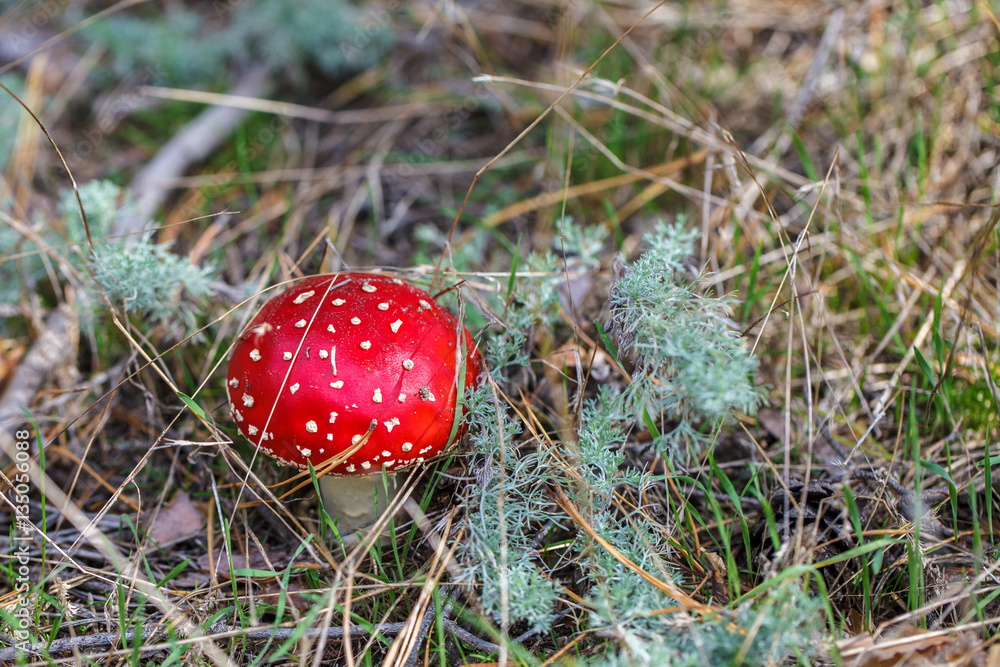 Mushroom fly agaric in the forest close-up