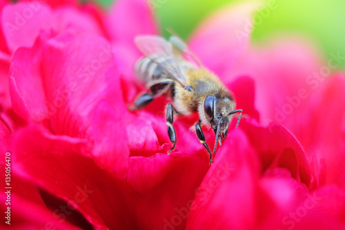 Bee on flower red peony close up macro while collecting pollen.