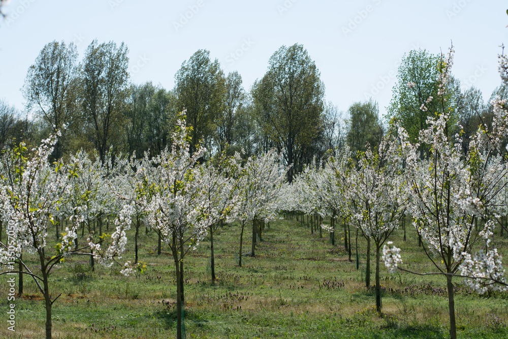 Blossom apple tree over nature background, spring flowers