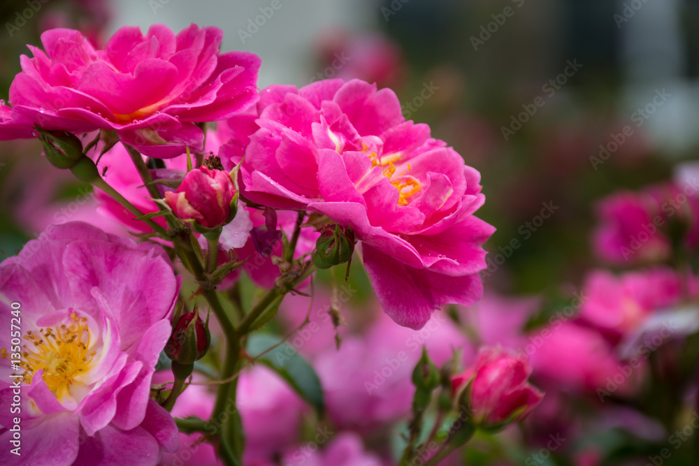 Nice spring wild pink rose flowers in the garden