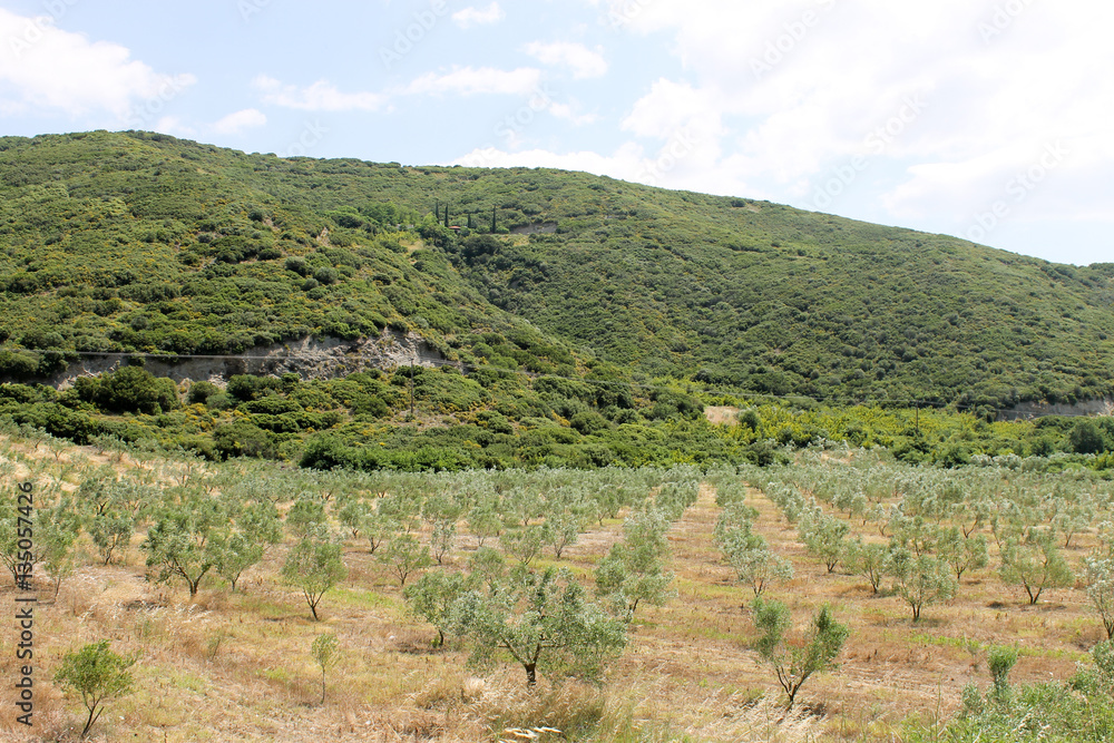 Young olive trees plantation Young olive trees plantation