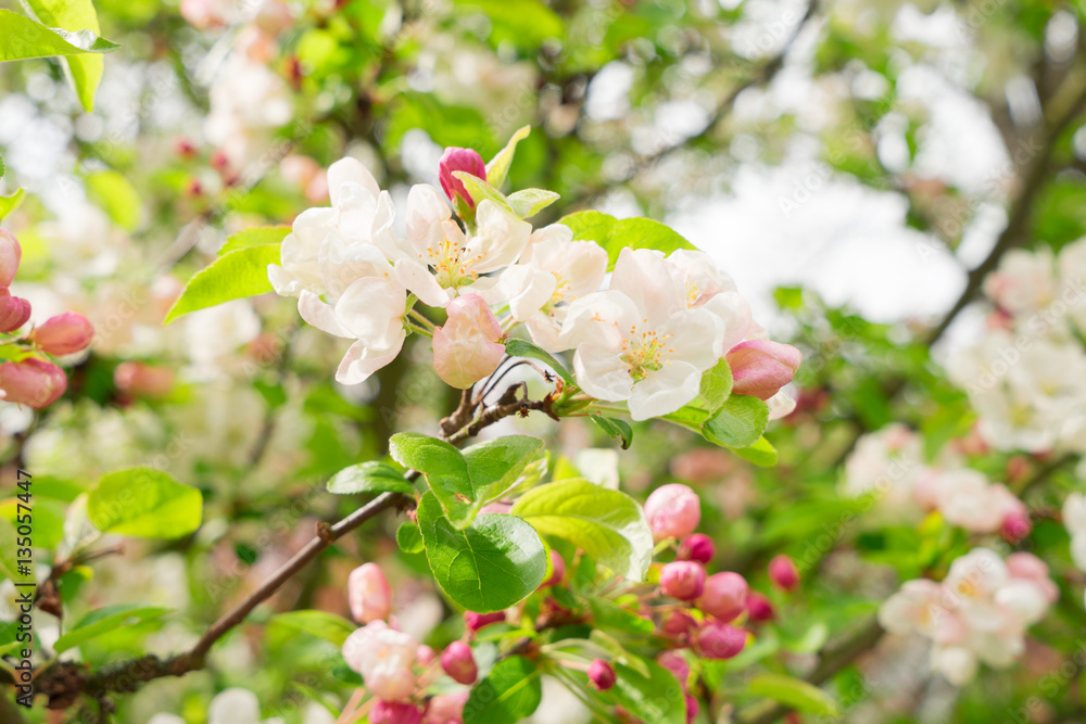 Blooming apple tree with pink flowers and green leaves