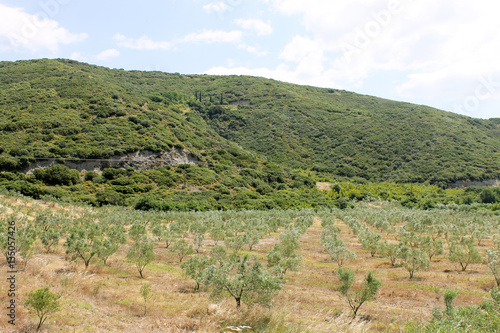 Young olive trees plantation