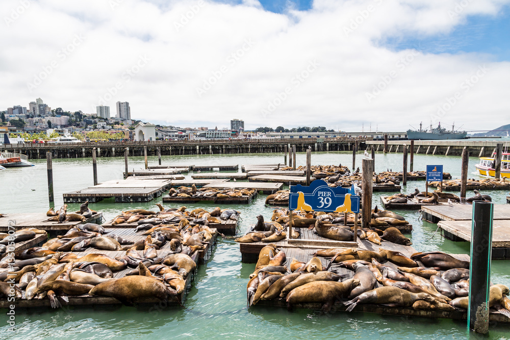 Naklejka premium Sleeping Seals at Pier 39