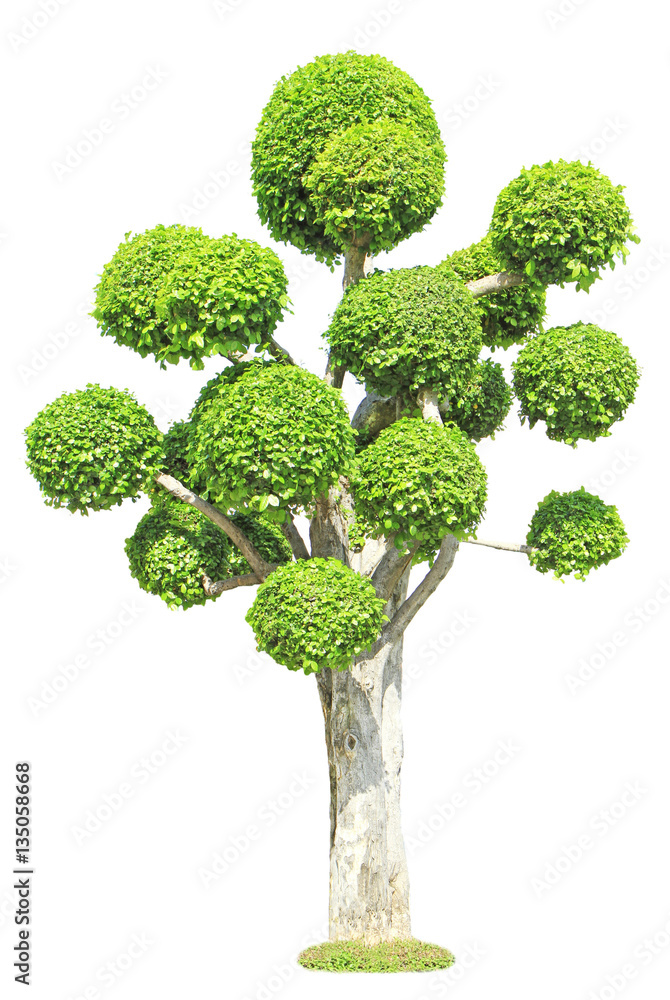 Fototapeta premium Streblus asper tree isolated on white background