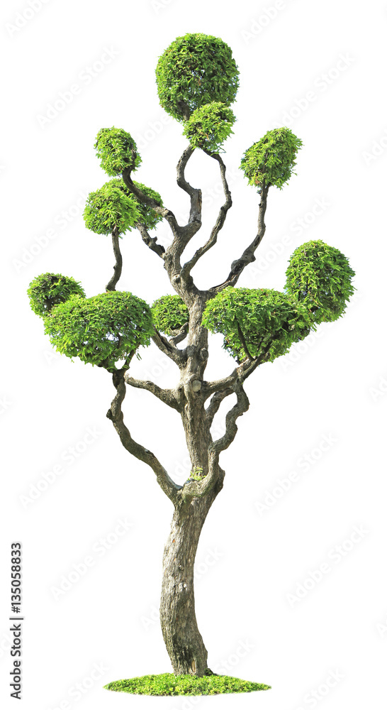 Obraz premium Streblus asper tree isolated on white background