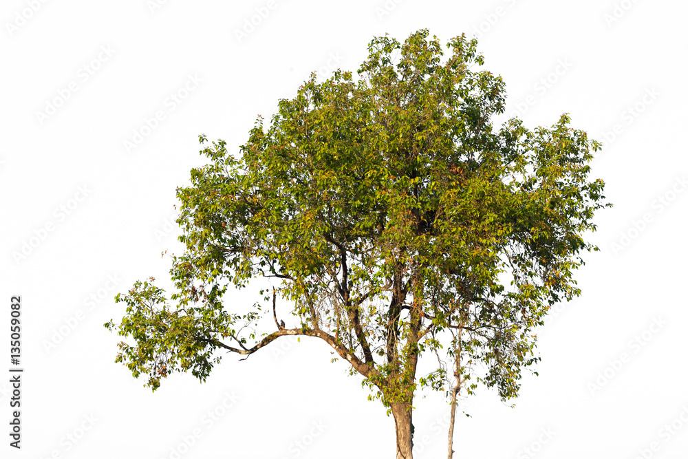 Burma Sal Tree isolated on a white background. Burma Sal Tree isolated on a white background.