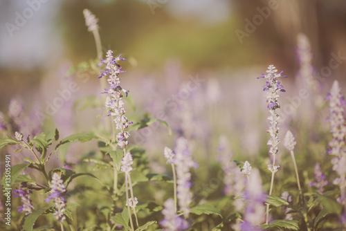 Close up of lavender in the garden