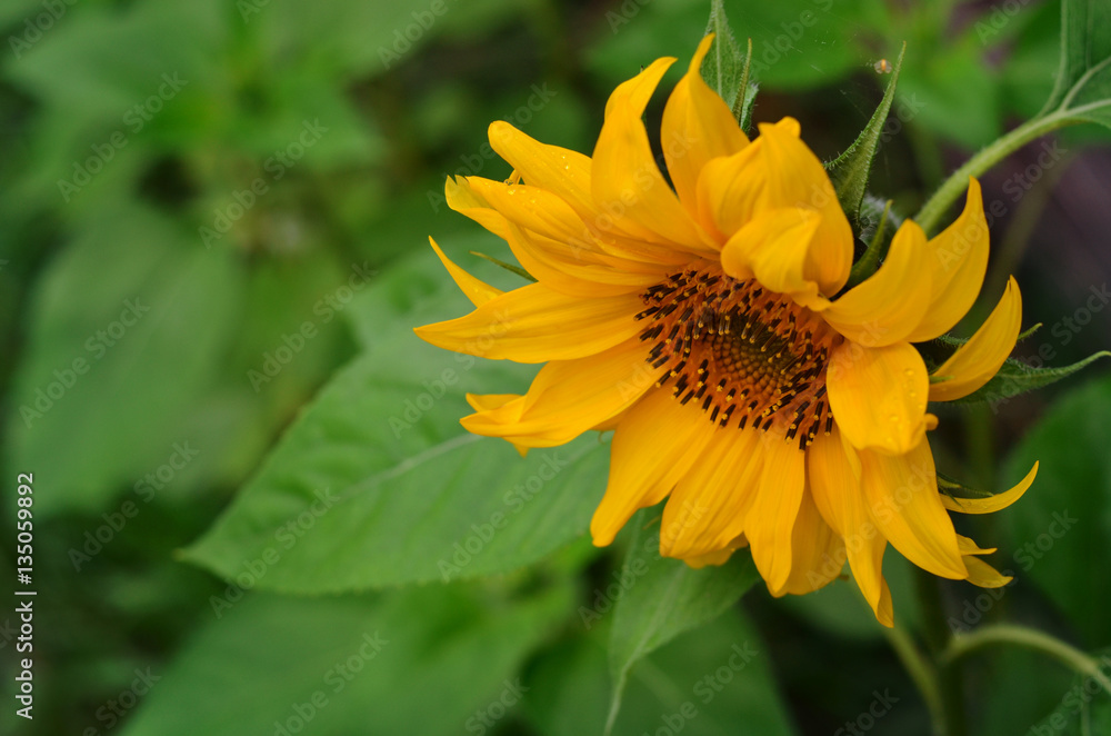 Sunflower, top view with copy space Sunflower, top view with copy space