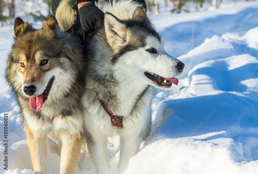 Portrait of a husky and wolfdog in harness racing on white bac Portrait of a husky and wolfdog in harness racing on white bac