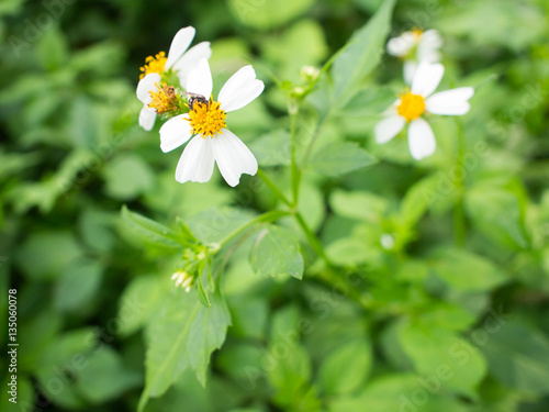 White flower on green background.