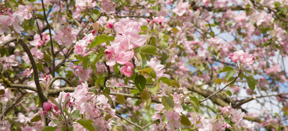 Blooming Apple garden in spring Blooming Apple garden in spring