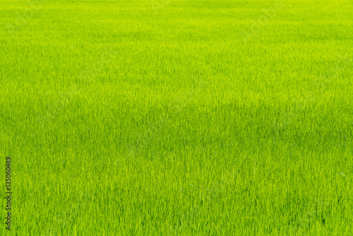 Rice field background.