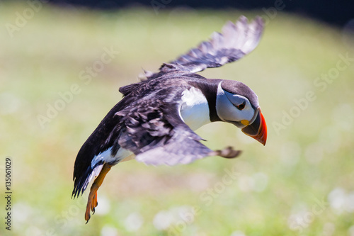 Puffin in Flight