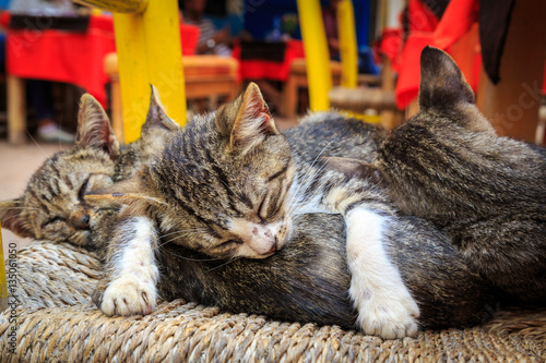 Four adorable kittens sleeping on a chair in Essaouira in Morocc photo