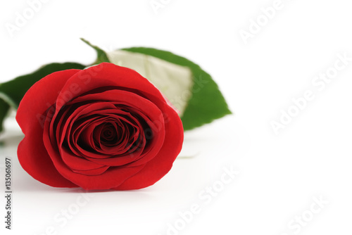 beautiful single red rose on white background with copy space, isolated photo