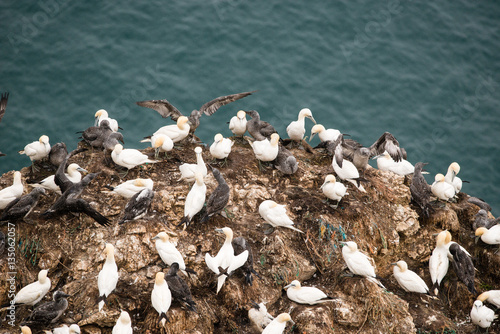 A colony of gannets photo