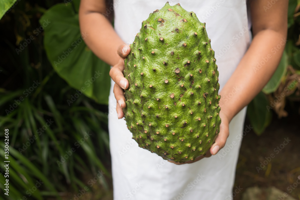 guanabana in hands exotic tropical fruit regional fruits fro Stock Photo Adobe Stock
