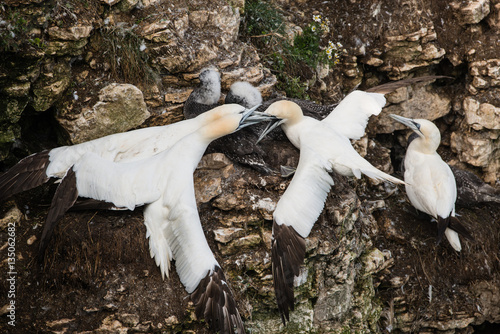 Gannets fighting over their chicks