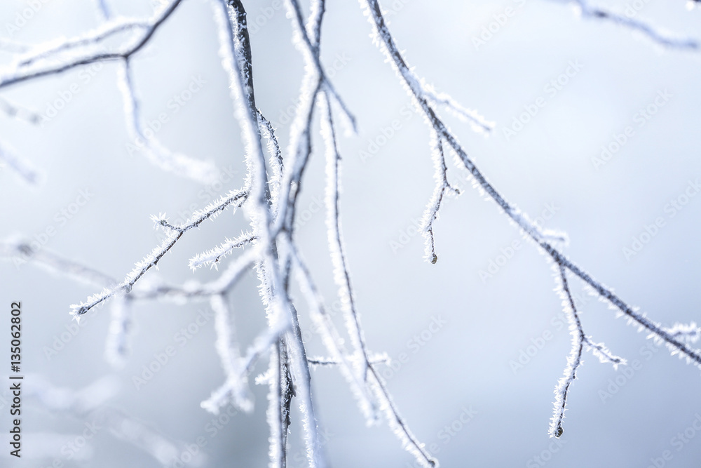 Charming frozen tree branches on winter background Charming frozen tree branches on winter background