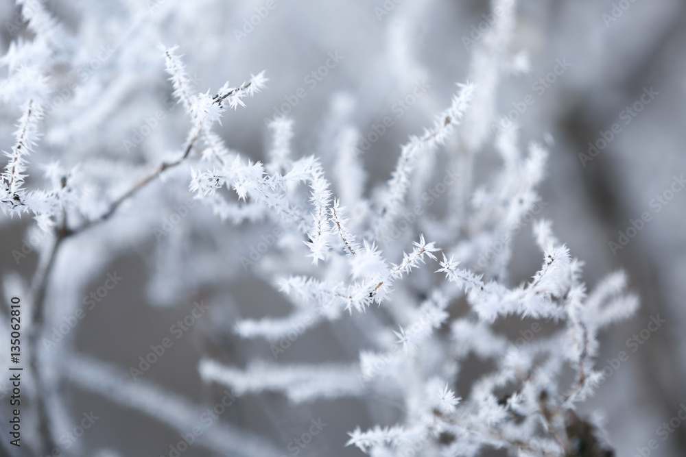 Charming frozen tree branches on winter background Charming frozen tree branches on winter background