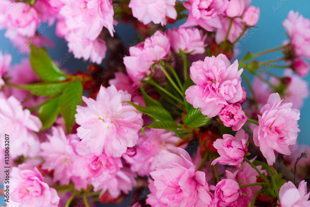 fresh spring pink flowers with green leaves on blue fresh spring pink flowers with green leaves on blue