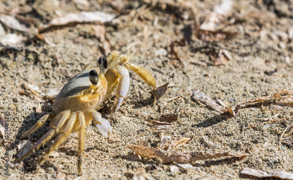 crab on the sand crab on the sand