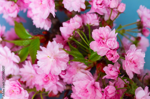 fresh spring pink flowers with green leaves on blue