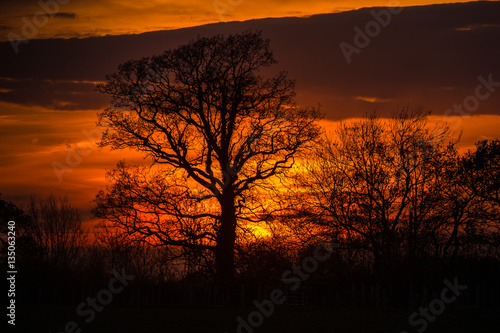 Sunset behind a tree