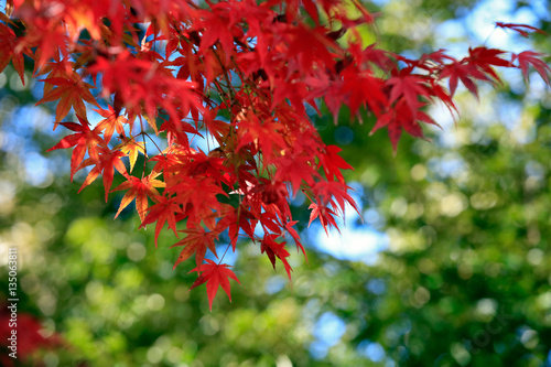 Autumn leaves on sunshine background