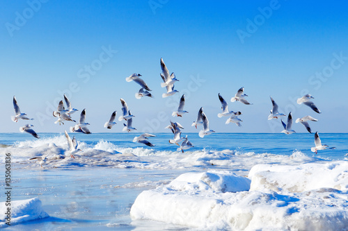 flock of white gulls flying over the frozen sea in winter