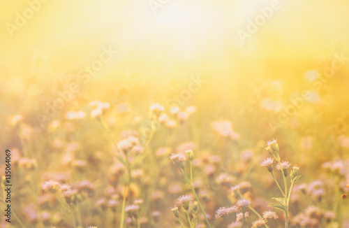 Autumn grass and wildflower background © sommai