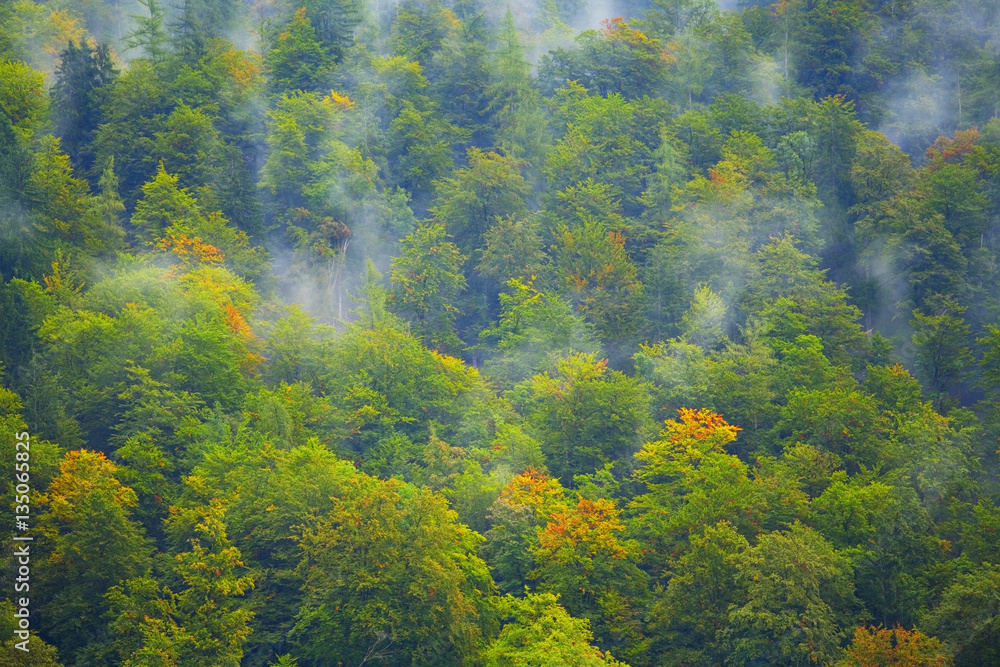 forest in the alps, morning fog in the early autumn