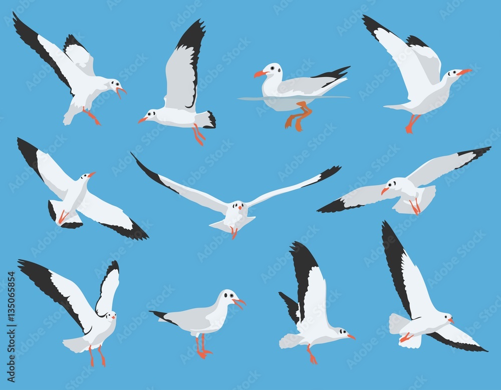 Obraz premium Zestaw latania i pływania ptaków morskich i ilustracji wektorowych mewa
