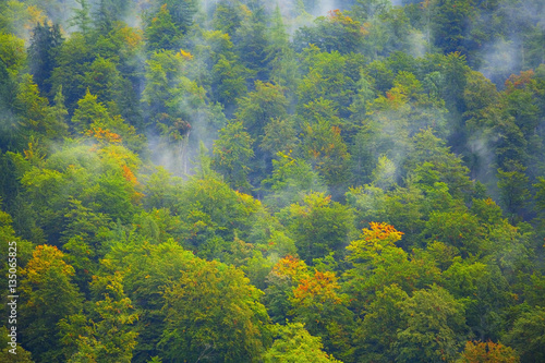 forest in the alps  morning fog in the early autumn