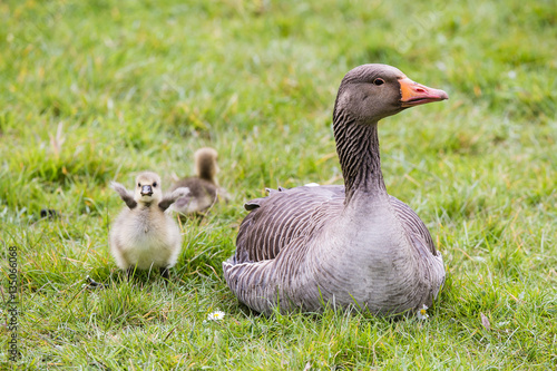 The Greylag Goose with its chicks (goslings)