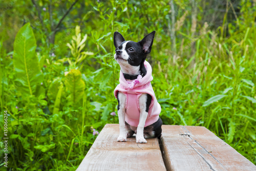 Portrait cute chihuahua puppy in the park. Small dog in pink clothes sitting on the bench in summer