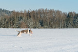 Running staffordshire bull terrier
