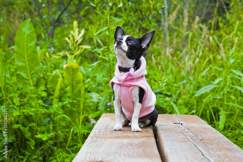 Portrait cute chihuahua puppy in the park. Small dog in pink clothes sitting on the bench in summer © brightpolina