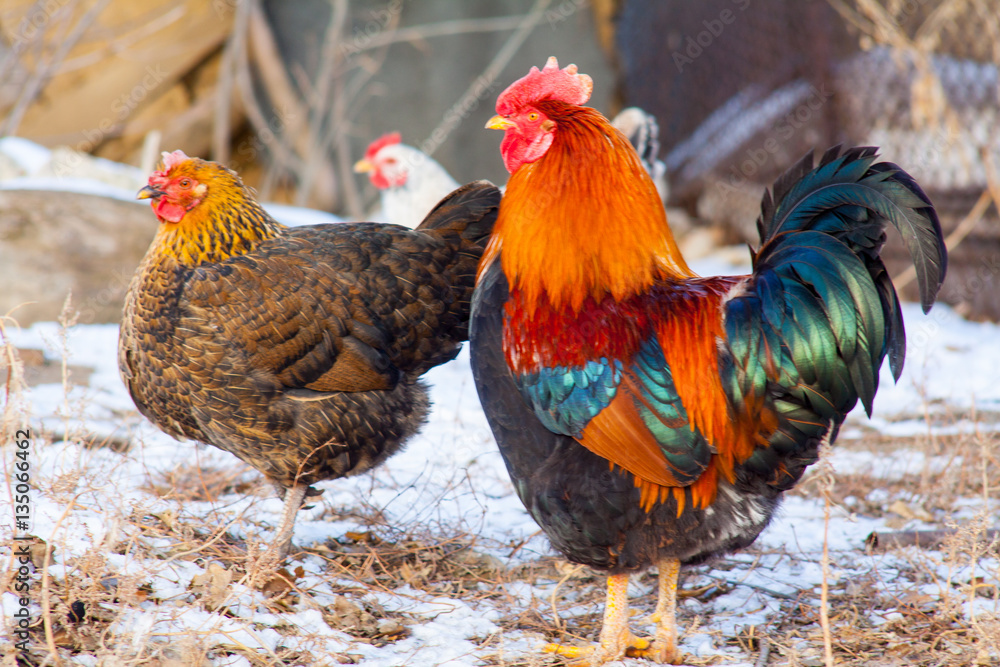 Fototapeta premium beautiful cock