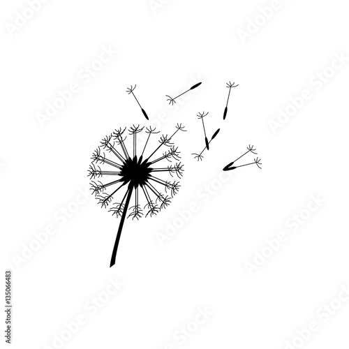 Fototapeta Naklejka Na Ścianę i Meble -  Pissenlit noir