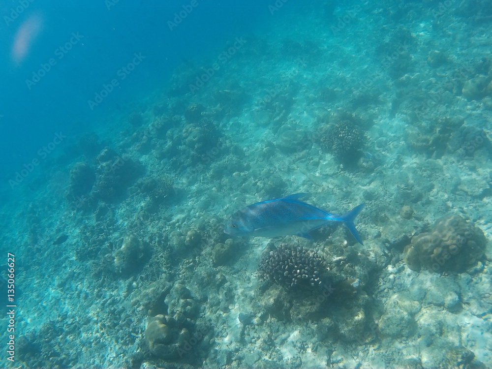 Fototapeta premium Underwater