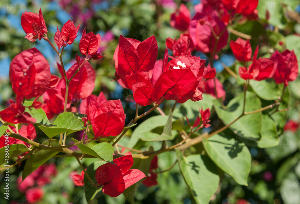 Bougainvillea flowers
