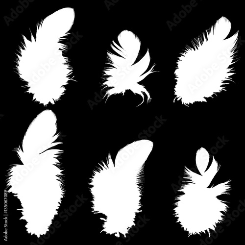 Set of silhouettes of bird feathers. Vector.