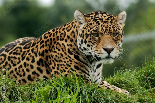 Fototapeta Naklejka Na Ścianę i Meble -  Leopard