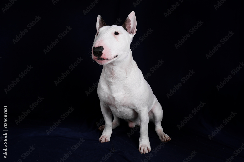 Portrait of white bull terrier on the black background. Dog isolated on black background