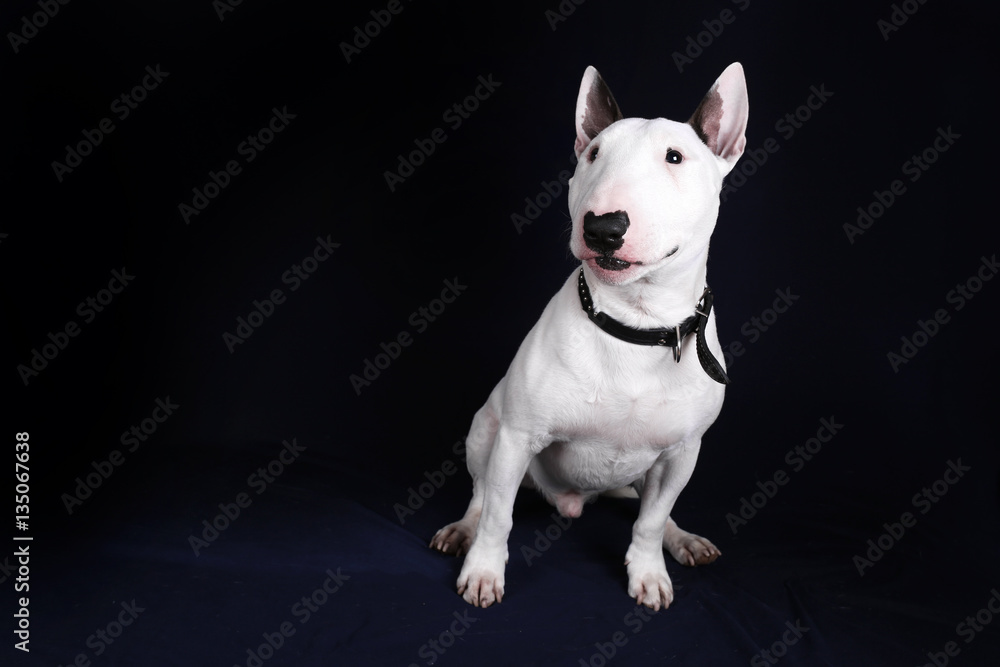 Portrait of white bull terrier on the black background. Dog isolated on black background