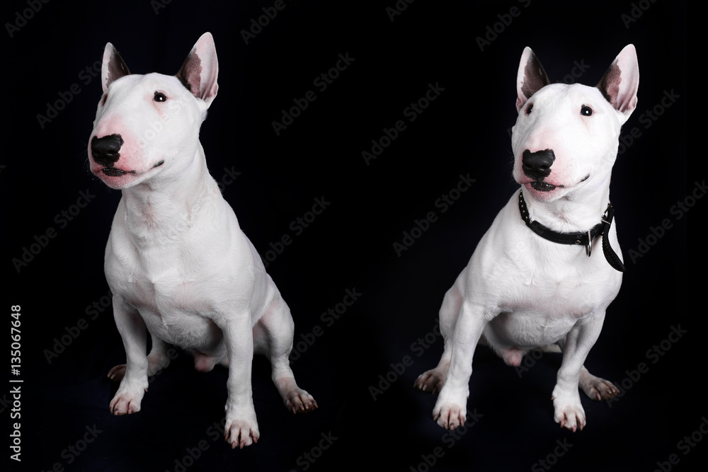 Portrait of two white bull terriers on the black background. Dogs isolated on black background